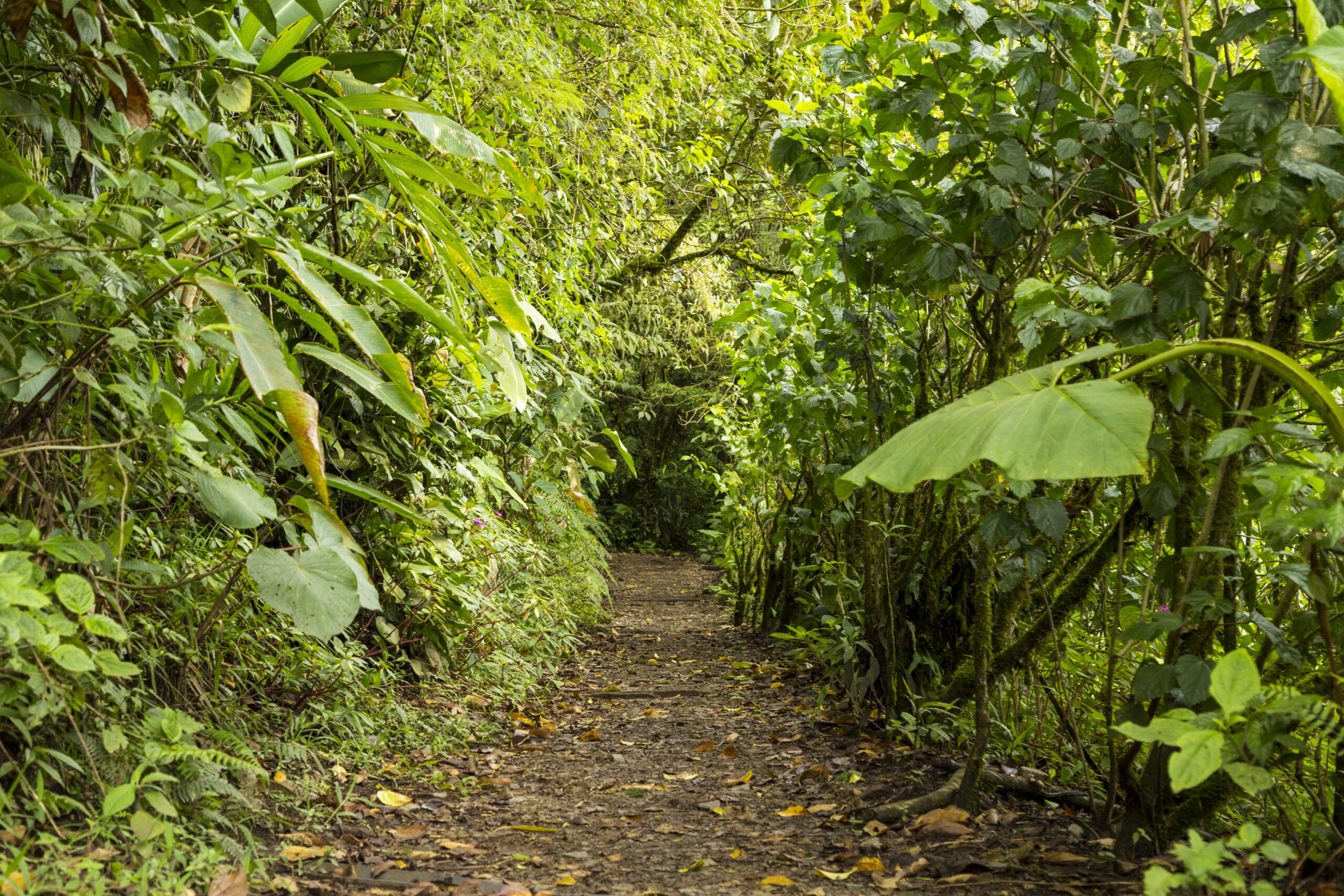 Ancient Rainforest